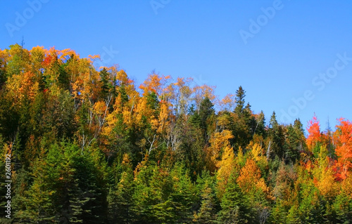 autumn trees