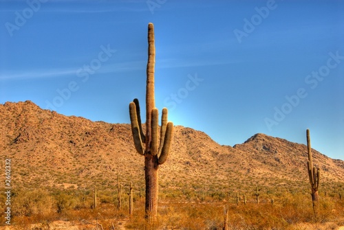 desert saguaro 34