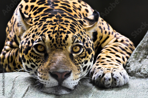 Fototapet jaguar