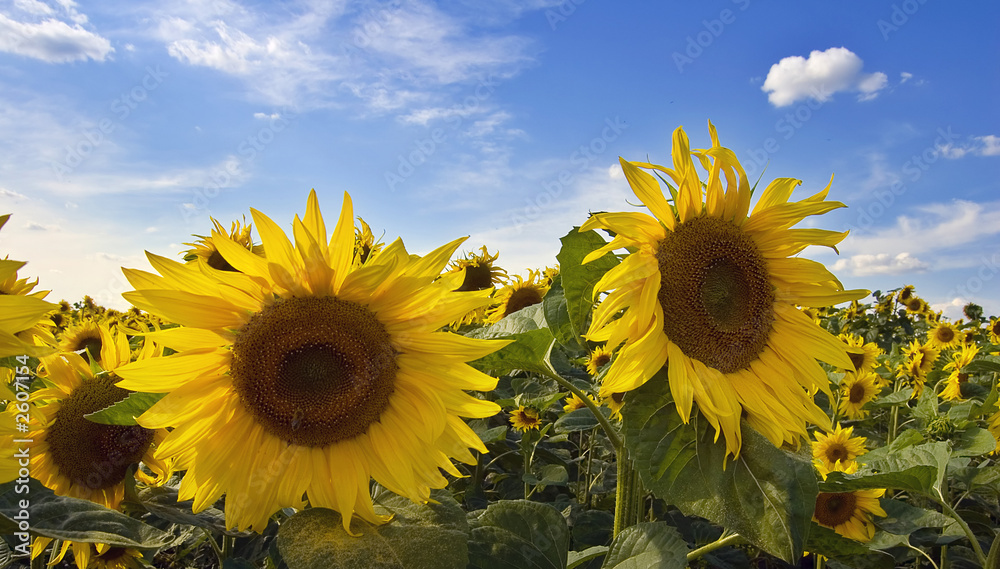 Obraz premium sunflower and the blue sky