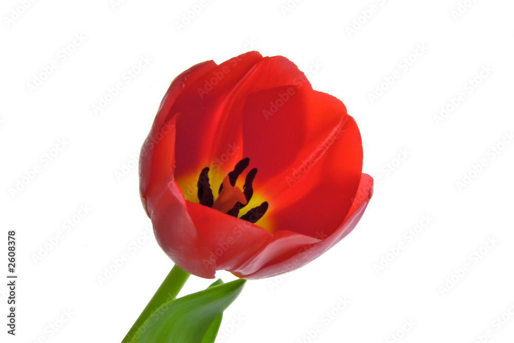 red tulip red tulip