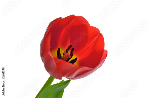 red tulip