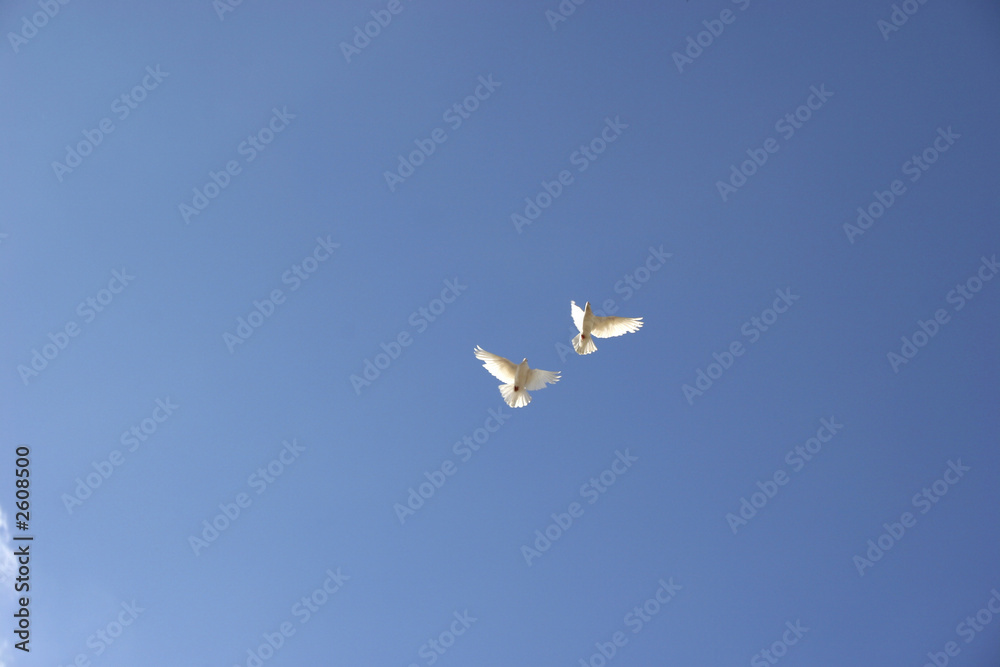 two flying dove