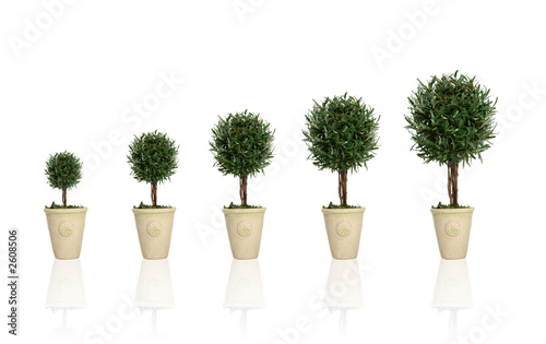 growing plant photo