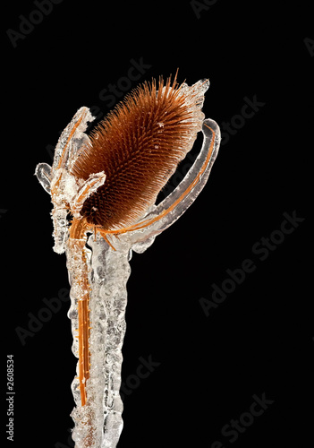Fotografi frost bound thistle
