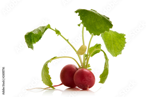 radish