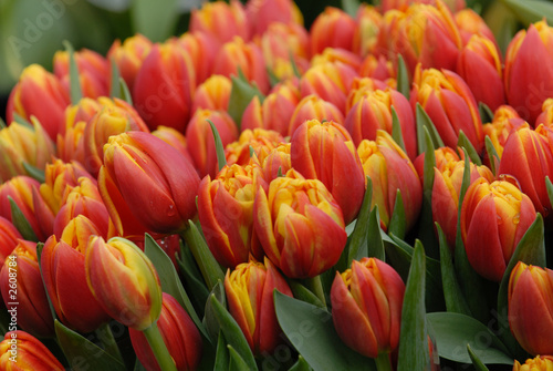 orange tulpen 2
