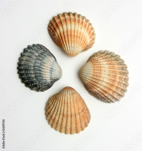 four shells, isolated on a white background