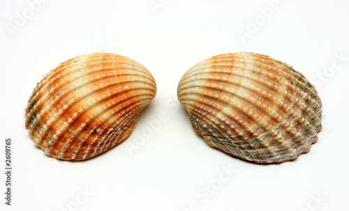 two exotic shells