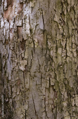 Fototapeta Naklejka Na Ścianę i Meble -  tree bark
