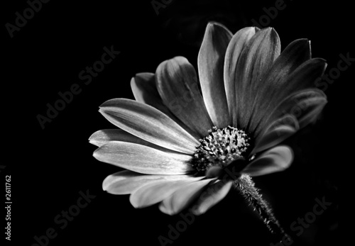 dramatic flower