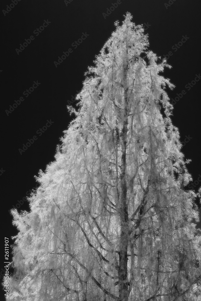 tree infrared