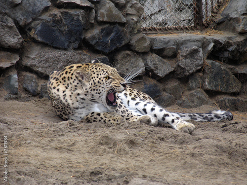 persian leopard