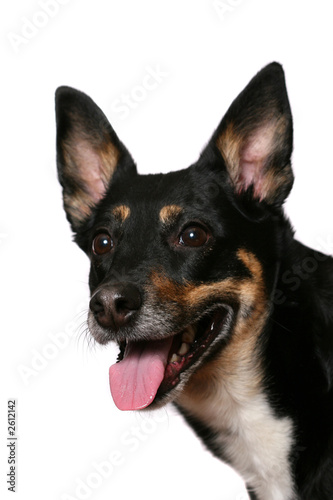 Fototapeta Naklejka Na Ścianę i Meble -  friendly dog