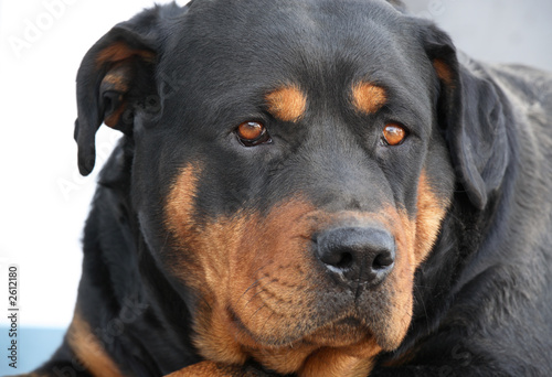 portrait of a rottweiler