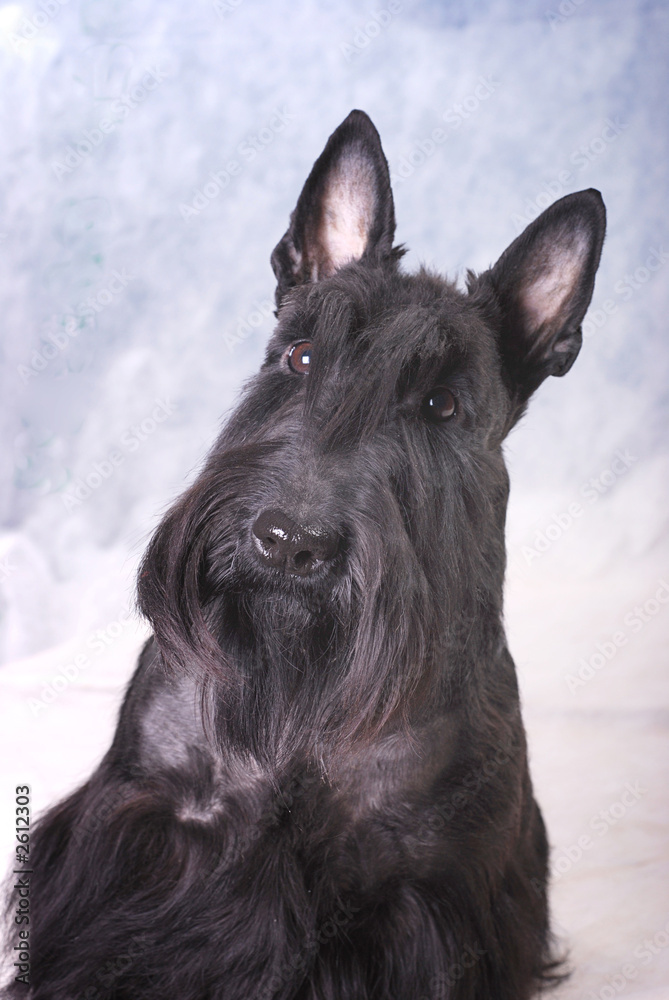 scotch terrier 05