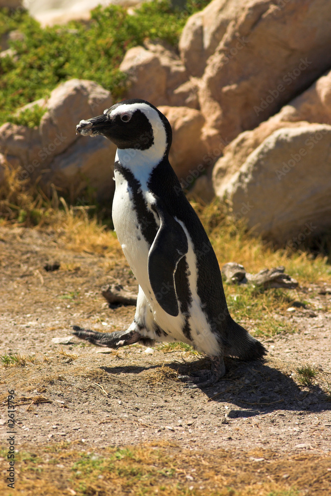 Obraz premium jackass penguin (demersus spheniscus)