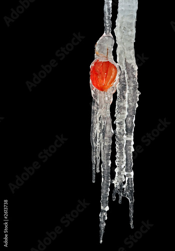 frost-bound ground-cherry