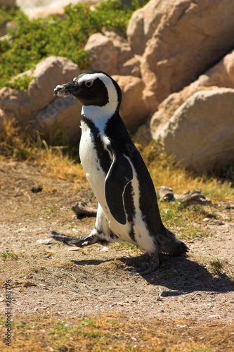 jackass penguin (demersus spheniscus)