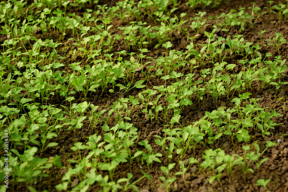 young parsley view