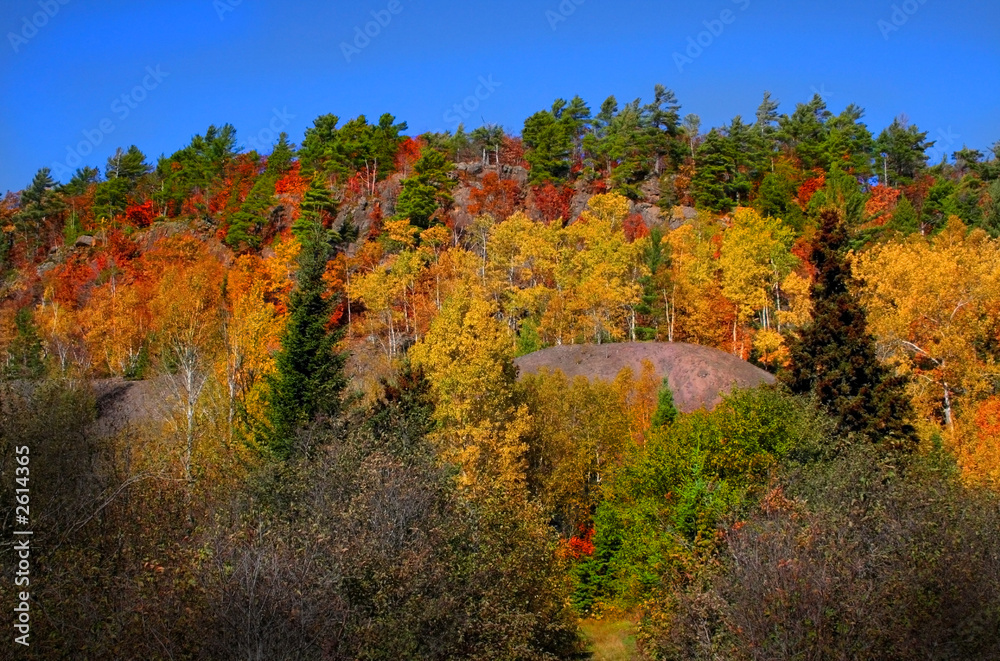 Fototapeta premium autumn trees