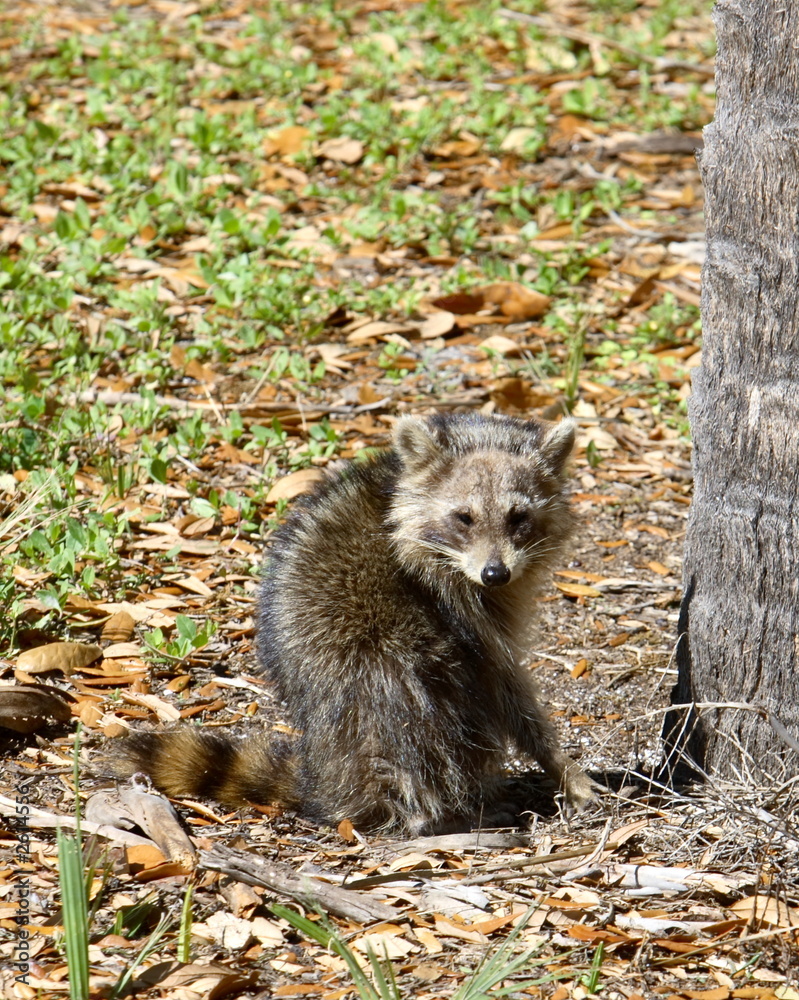 Fototapeta premium young raccoon