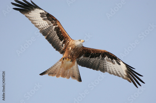 falcon