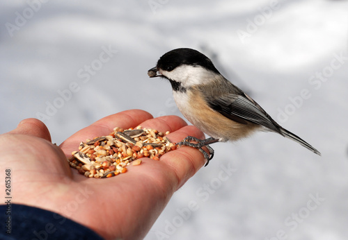 chickadee