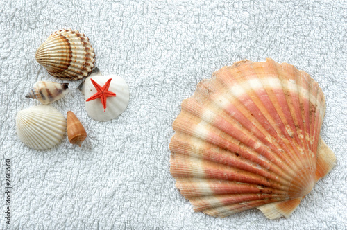 shells on a towel