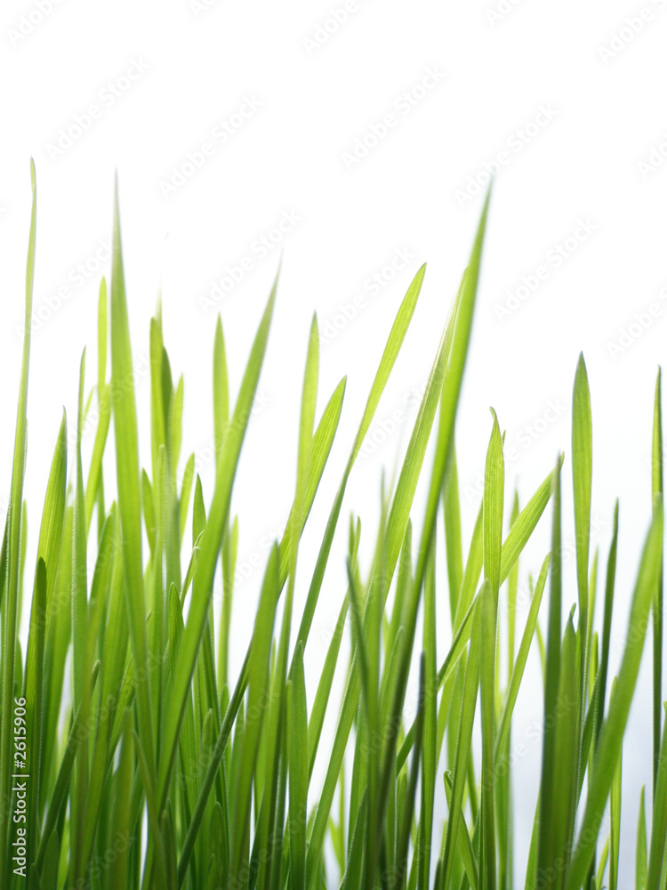 green grass straws green grass straws