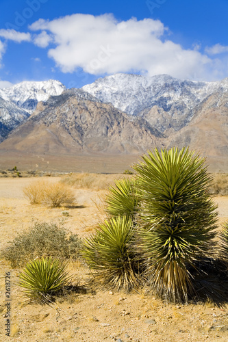 desert plant near death valley with snow capped mountains in the