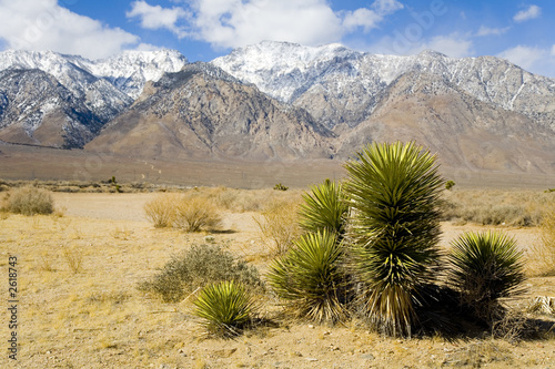desert plant with mountains in the background