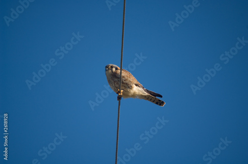 american kestrel (falco sparverius) - female