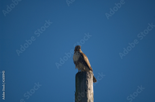 northern harrier (circus cyaneus) - male