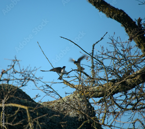tree swallow (tachycineta bicolor) - male