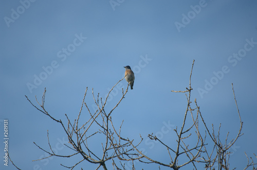 western bluebird (sialia mexicana) - female