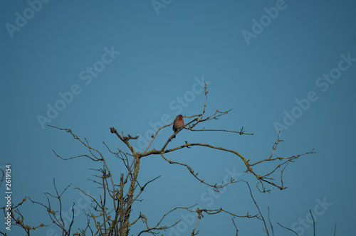 house finch (carpodacus mexicanus) - male