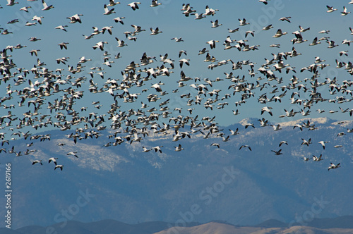 snow geese