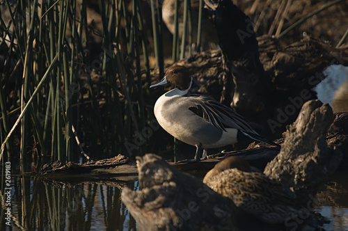 northern pintail (male)