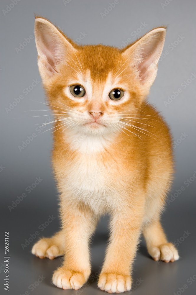 Obraz premium kitten in studio