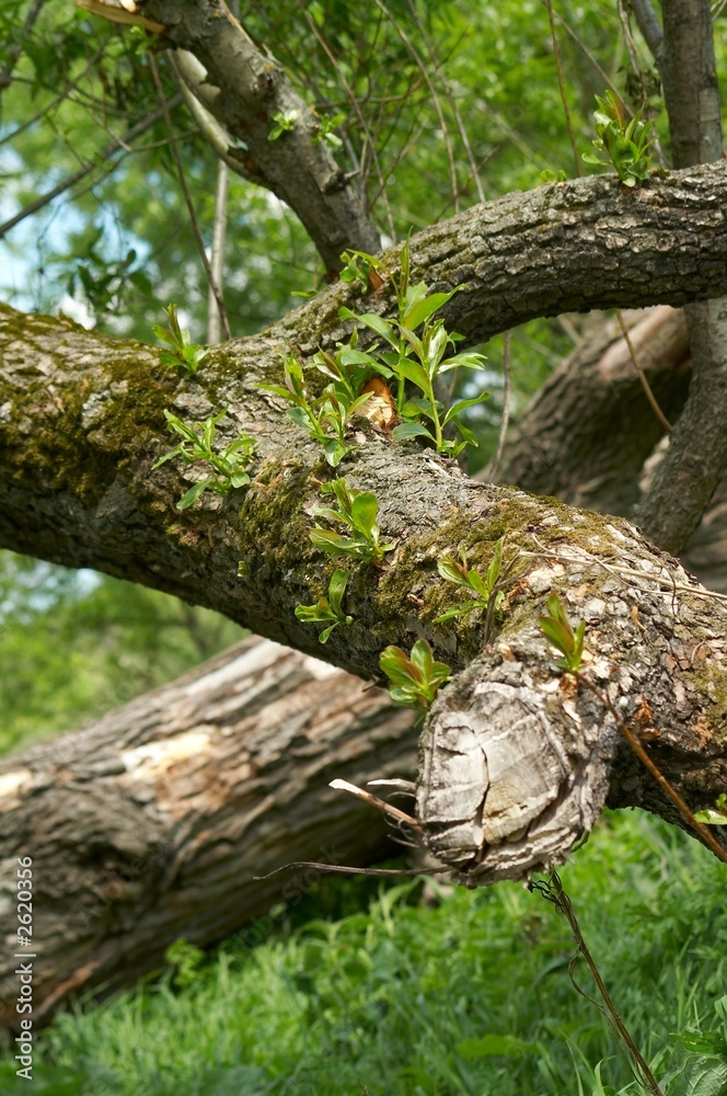 tree and grass