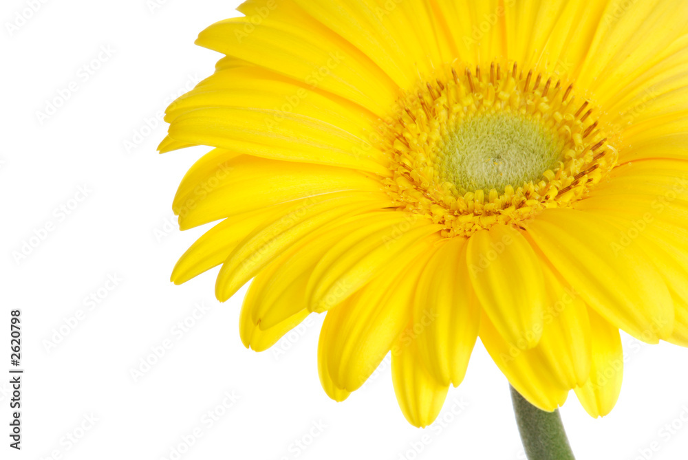 gerbera gerbera