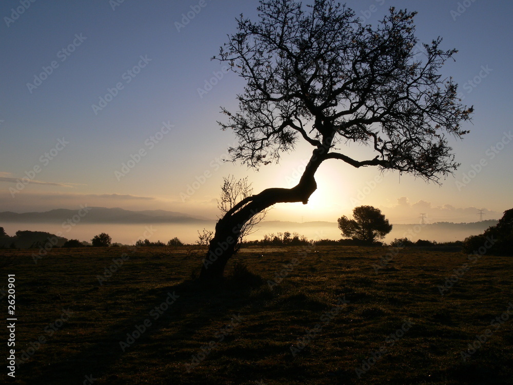 Fototapeta premium amandier le matin
