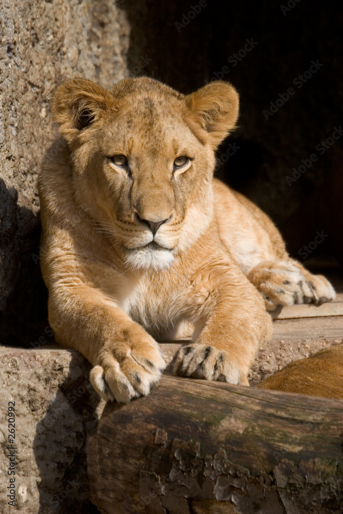 lioness lioness
