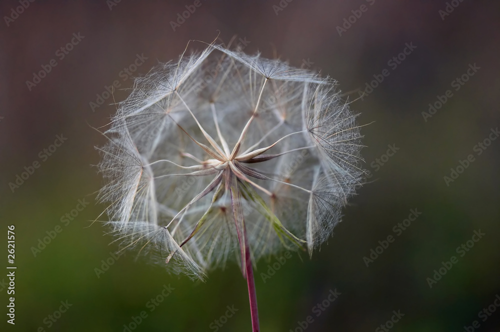 Fototapeta premium dandelion