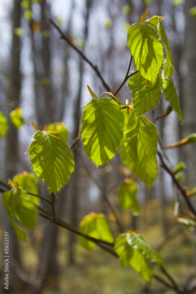 Obraz premium new leafs in springtime