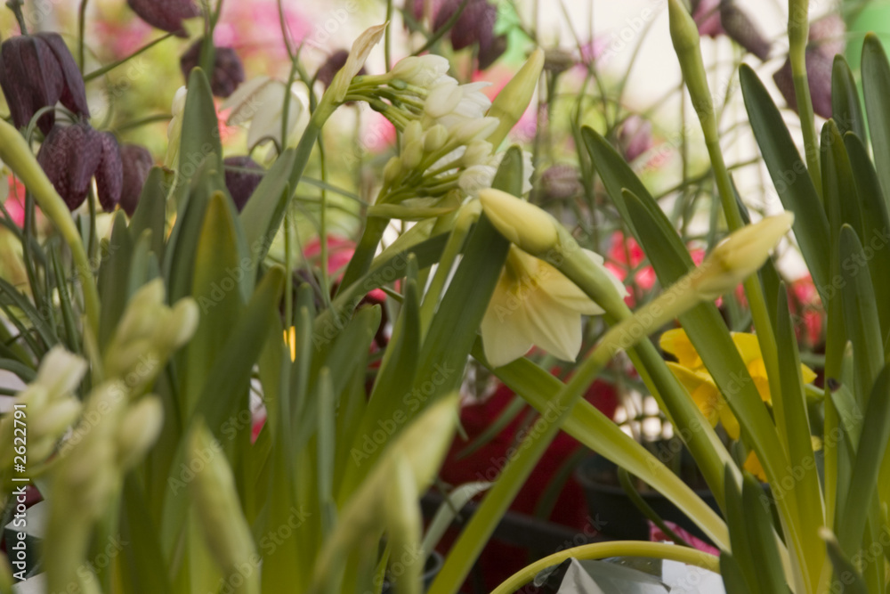 Obraz premium flower garden