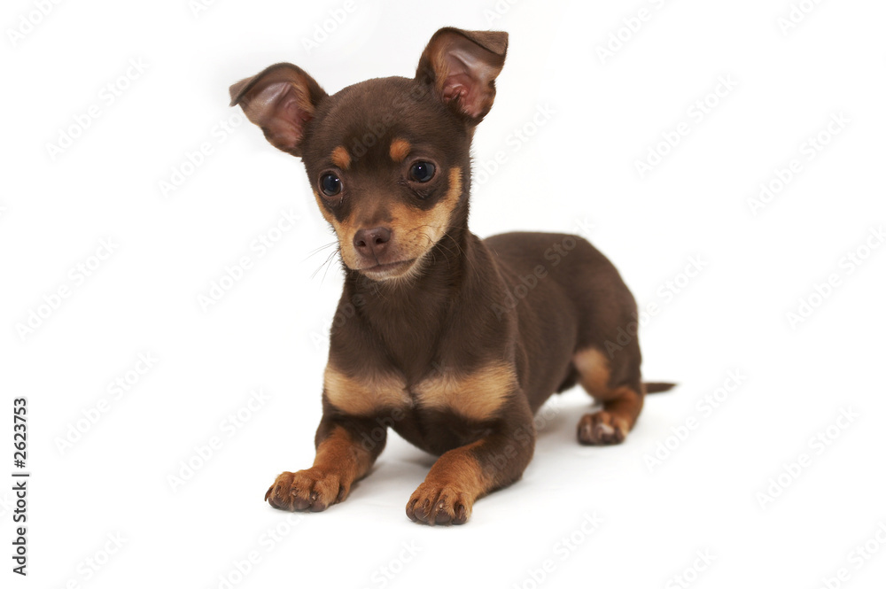 puppy puppy