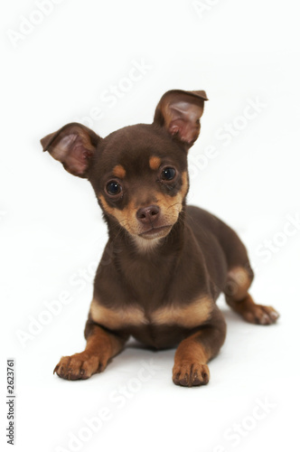 chihuahua