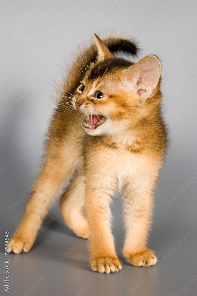 Obraz premium kitten in studio